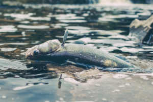 Water Trading indirectly killed millions of fish in Australia