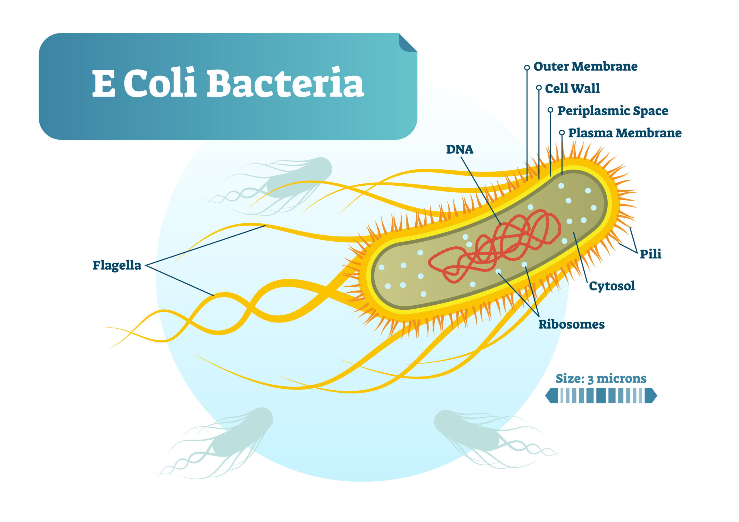 E.Coli is one of the most common culprits of waterborne diseases, something MrBeast probably evaluated before drilling 100 wells